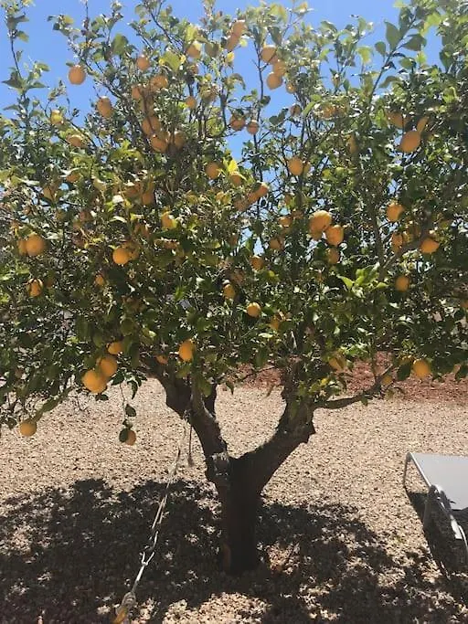Finca Mia Limon 알가이다 빌라